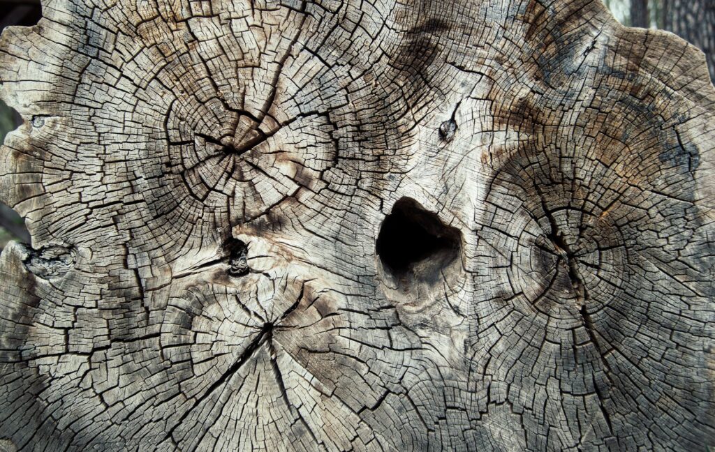 A cross-section of tree bark showing the natural boundary a tree forms around a wound
