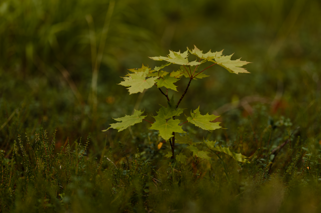 A newly planted red maple sapling standing alone in an open Middletown yard