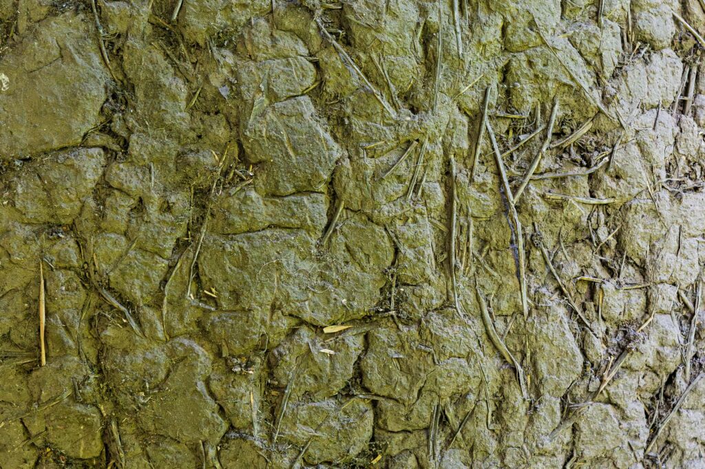 Greenish-gray marl soil exposed along a streambank in a wooded park