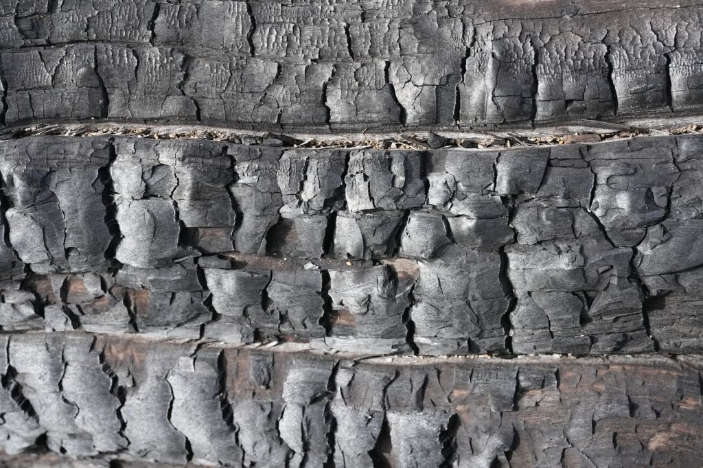 Close-up of sunscald damage on the south-facing bark of a tree trunk