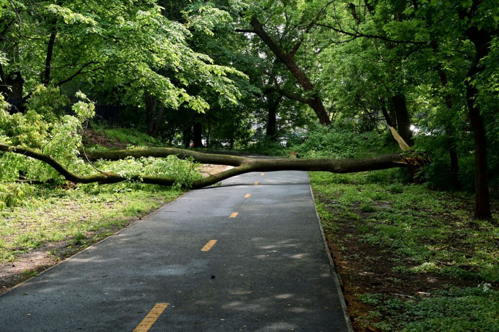 A split tree limb hanging over a residential driveway after a nor'easter