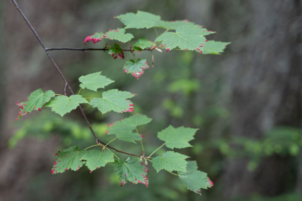 Marginal leaf scorch showing browning along the edges of maple leaves