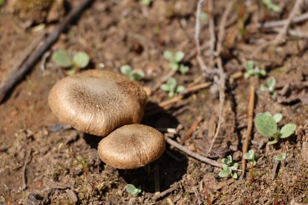 Mushrooms fruiting from mycorrhizal fungi at the base of an oak tree