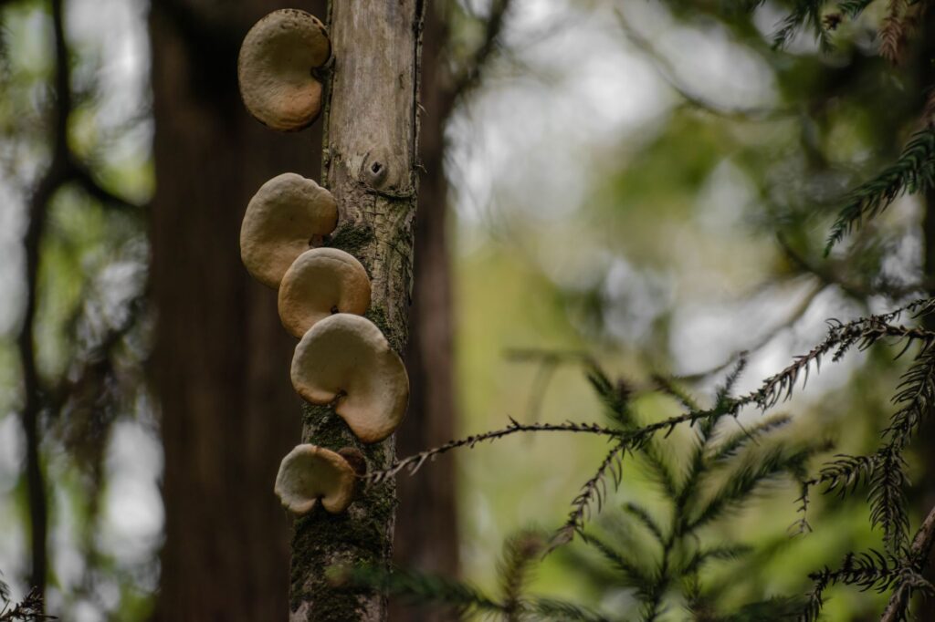 A dead tree limb showing fungal conks and bark decay, a visible hazard sign