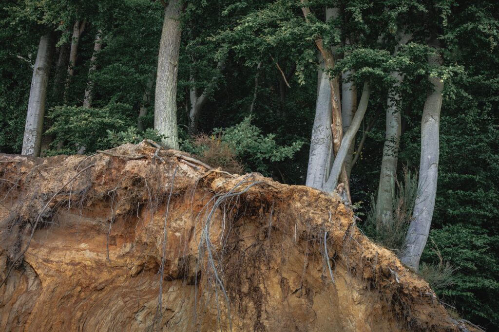 An arborist inspecting an exposed tree root collar for girdling roots
