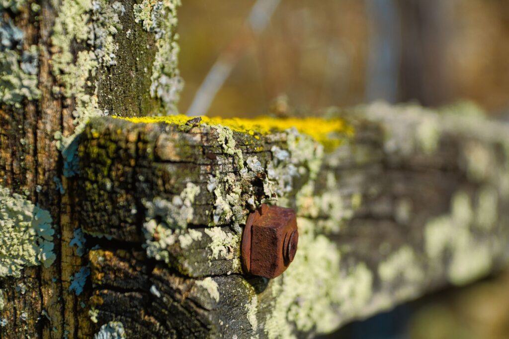 A rusted cabling bolt partially grown over by tree bark