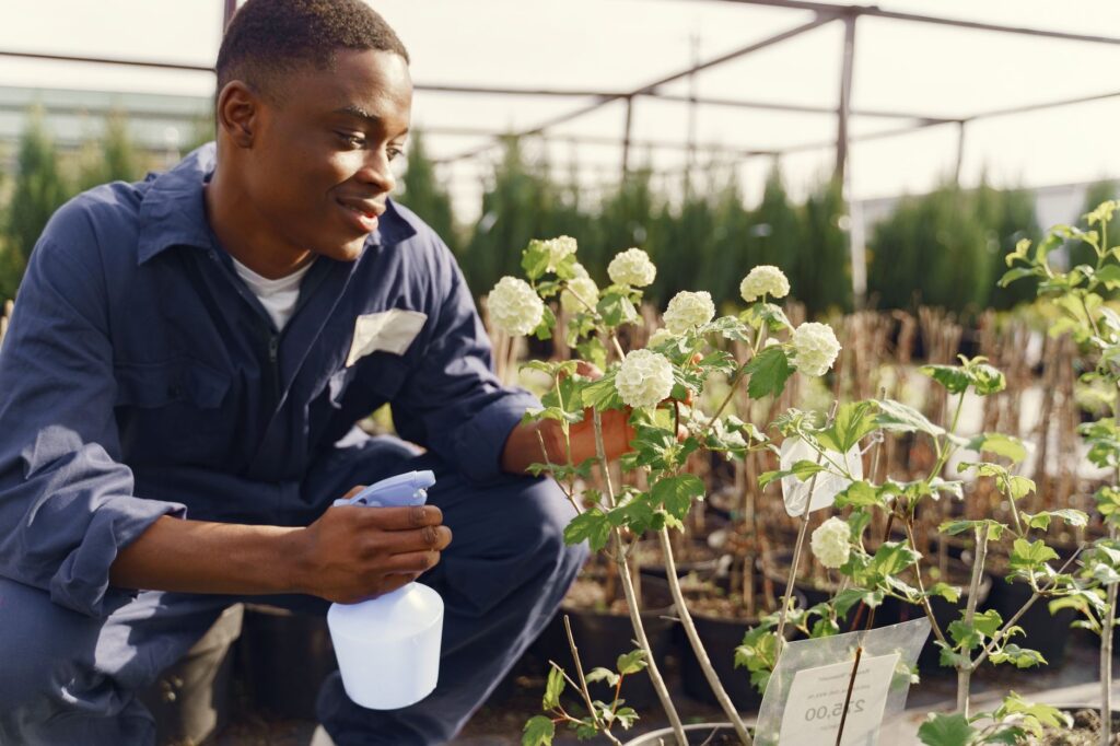 A gardener applying a protective spray to an evergreen shrub with a pump sprayer