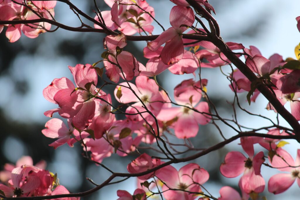 A flowering dogwood tree with autumn color planted near a front walkway