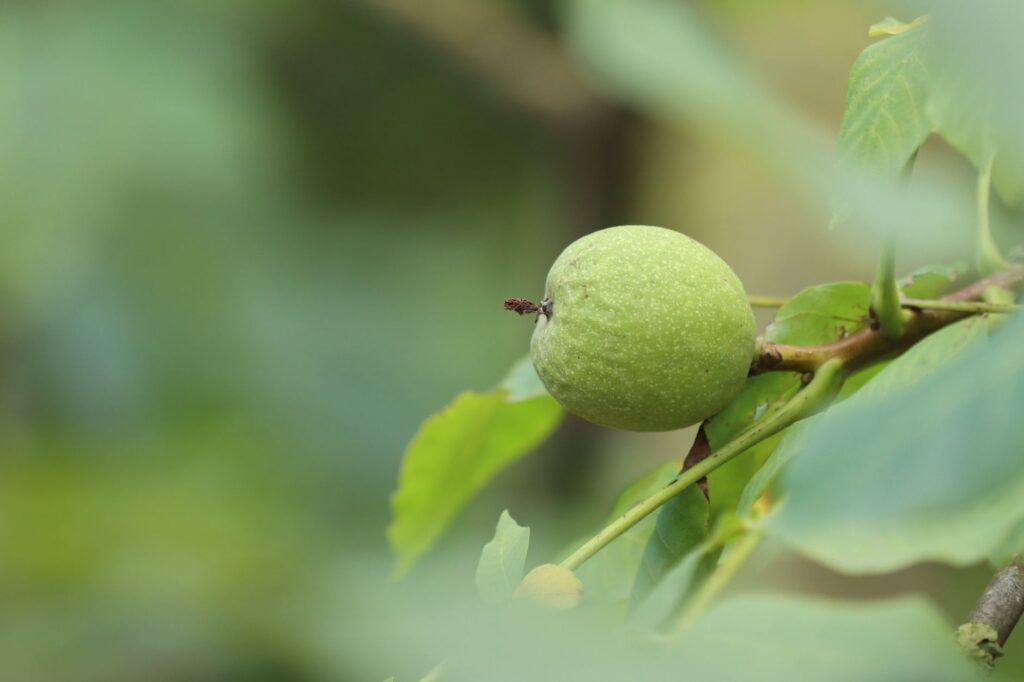 A black walnut tree turning yellow and dropping leaves earlier in the season than surrounding trees