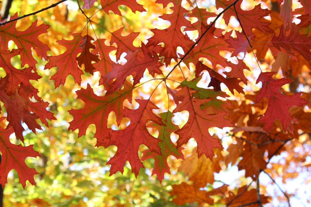 A mature white oak tree in fall color in a Middletown backyard