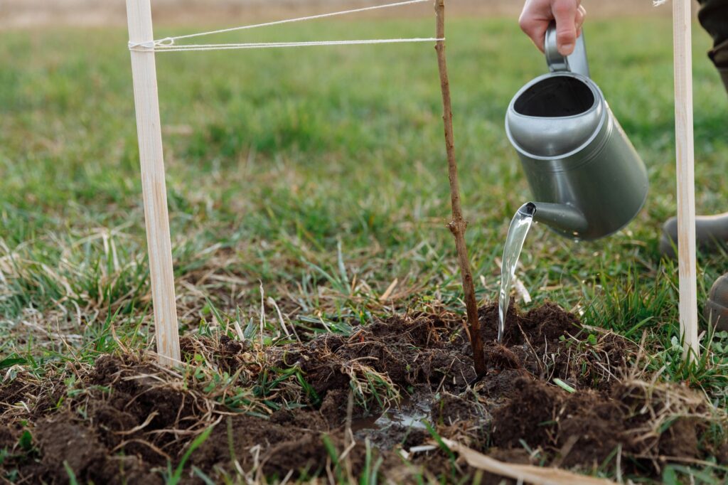A gardener planting a young tree in loose soil during autumn