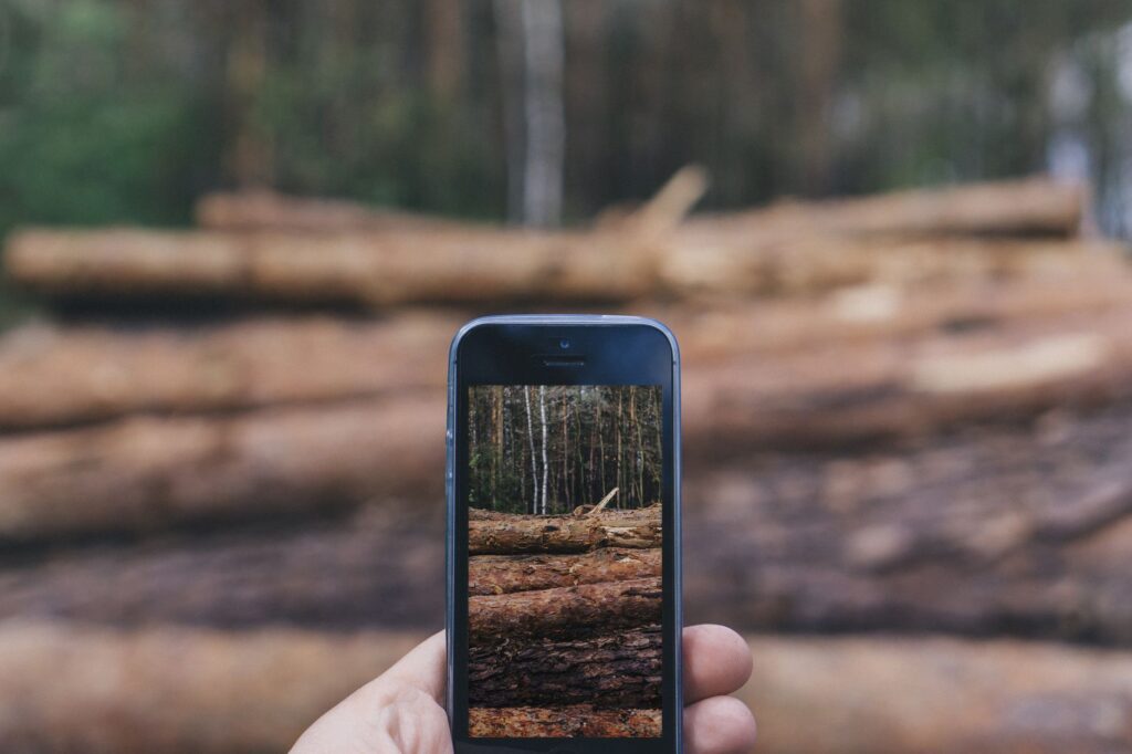A homeowner photographing a tree trunk with a smartphone during a yard inspection