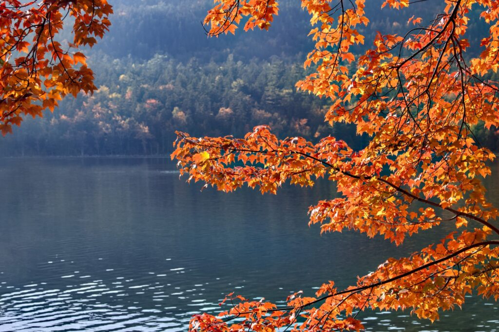 A red maple tree in fall color growing near tidal water on the Bayshore
