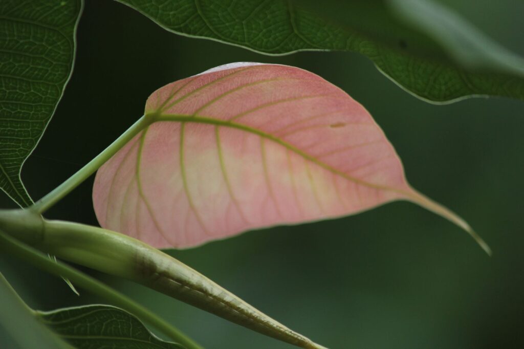 Close-up of a leaf petiole where the abscission layer forms before the leaf separates from the twig
