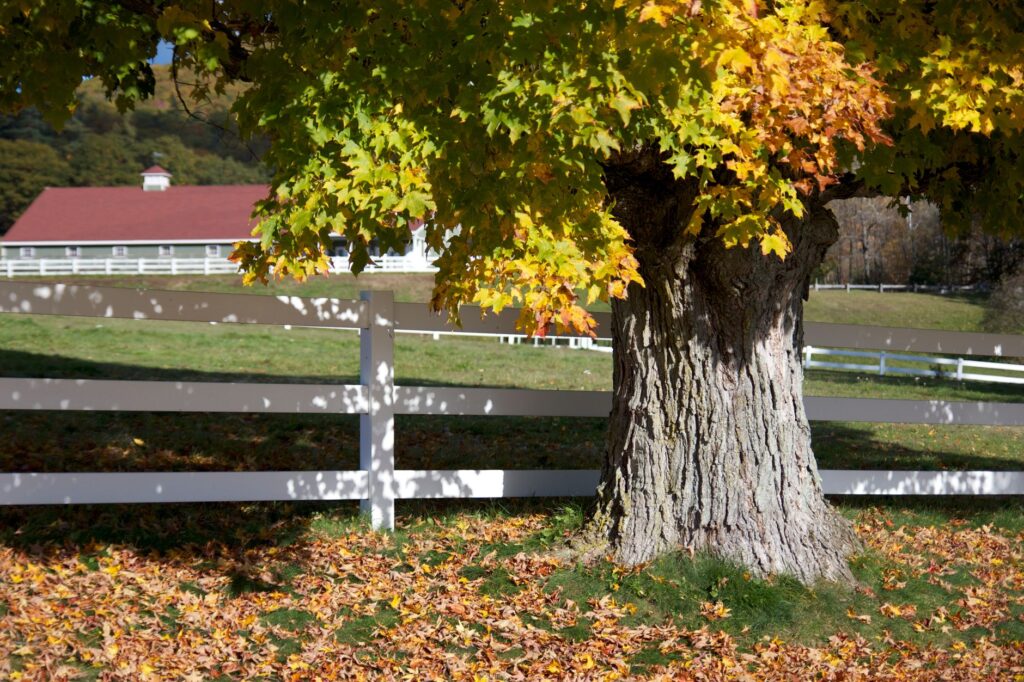 A mature red maple tree trunk growing close to a residential property line