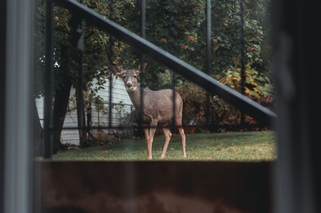 A white-tailed deer near a residential fence line, illustrating how deer move through suburban Middletown yards.