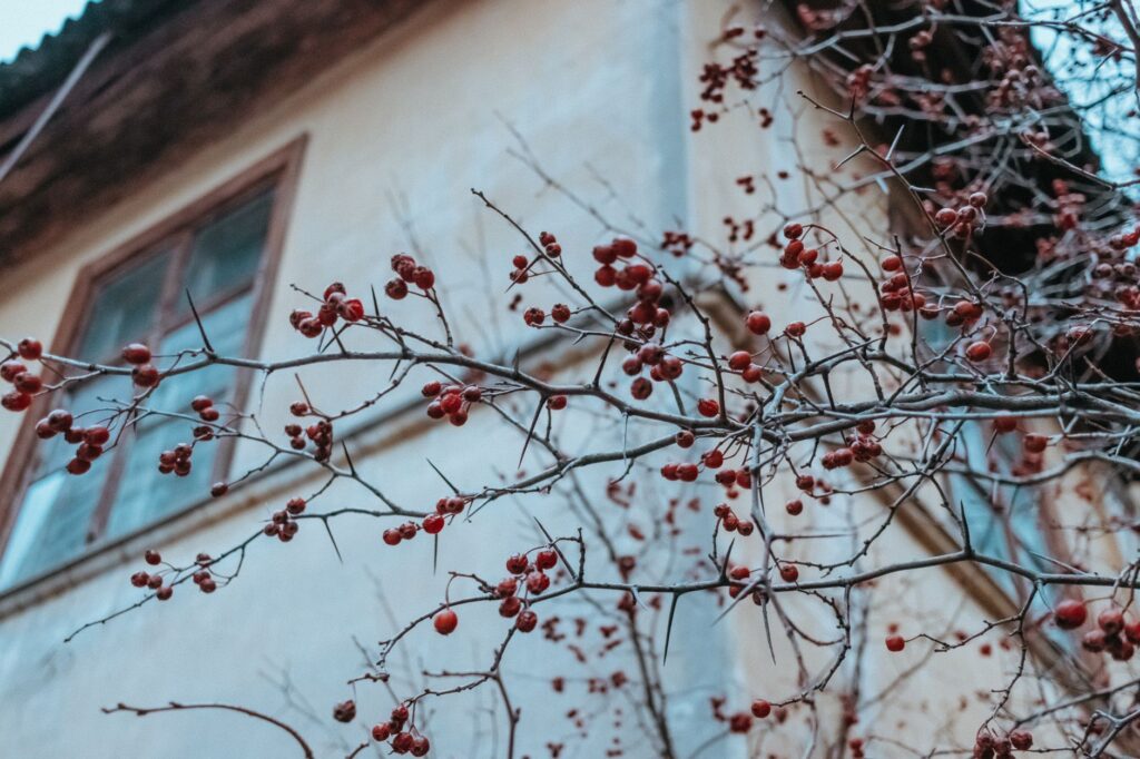 Dead tree with bare branches near a house