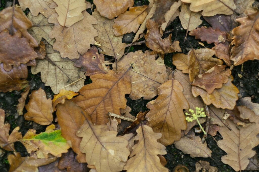 Young oak holding dried leaves in winter