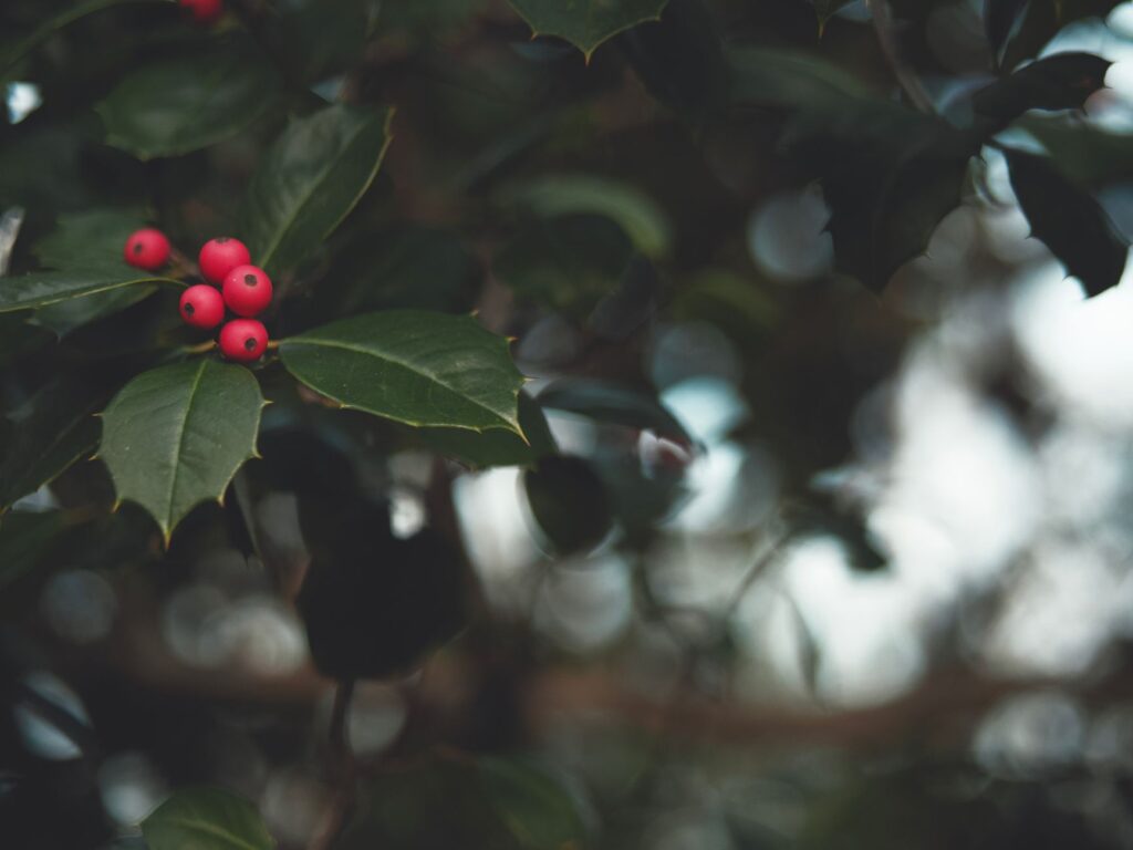 American holly branch with red berries in winter