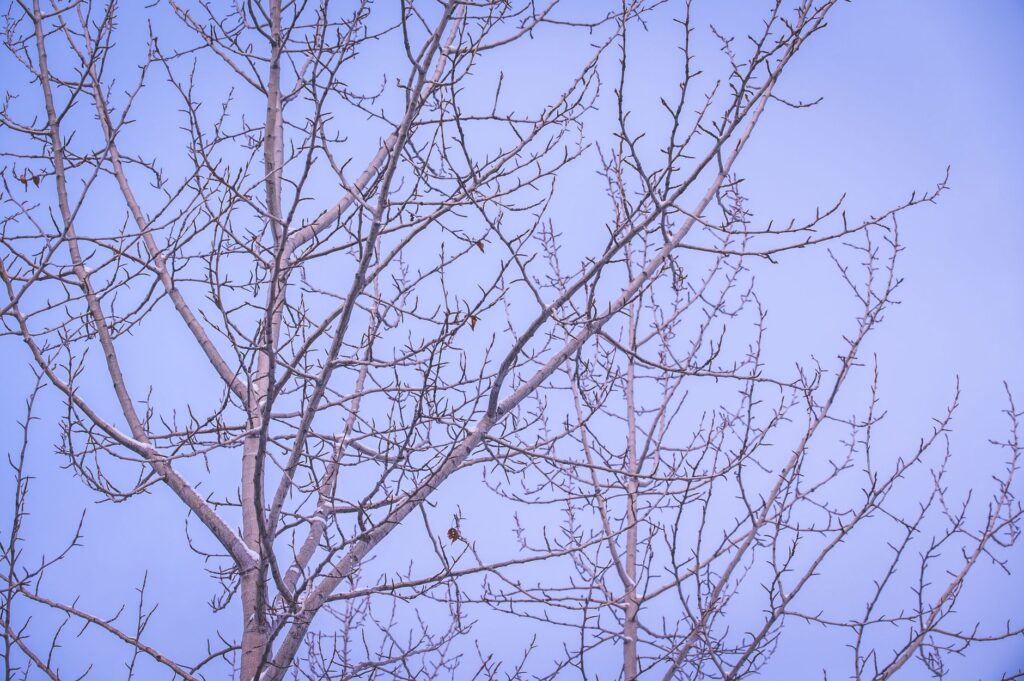 Bare branches of a deciduous tree against a gray winter sky