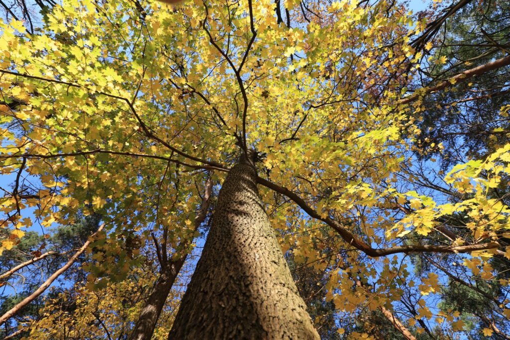 Large mature maple tree in a residential backyard