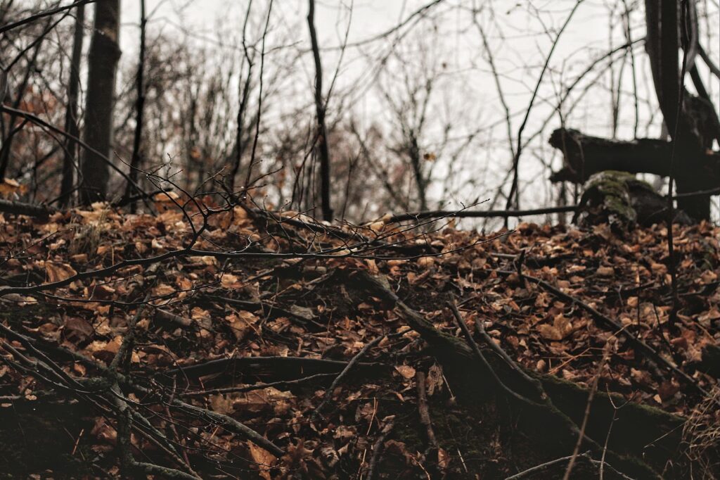 Single dead branch with brown leaves on a tree