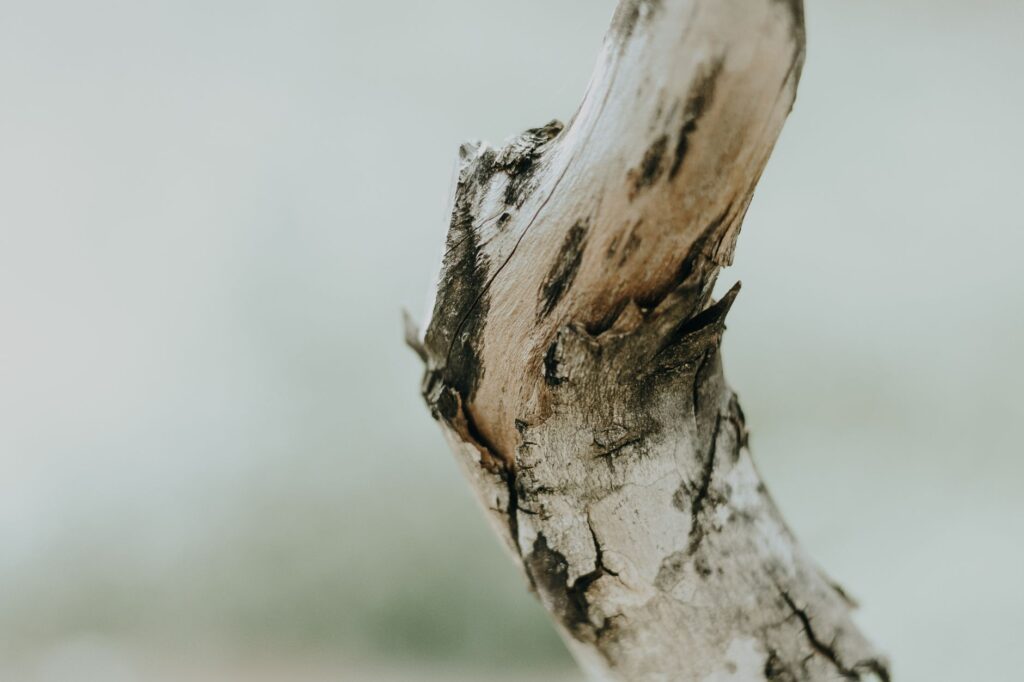 Scratching a twig to check green cambium layer