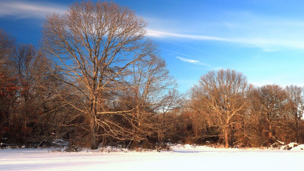 Bare oak tree in a snowy suburban yard