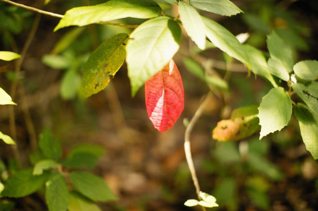 Leaf changing from green to red in fall