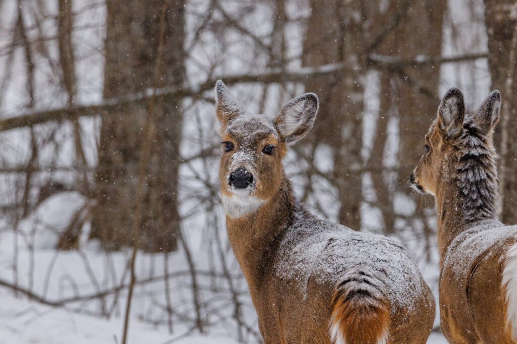 Deer in a winter woodland