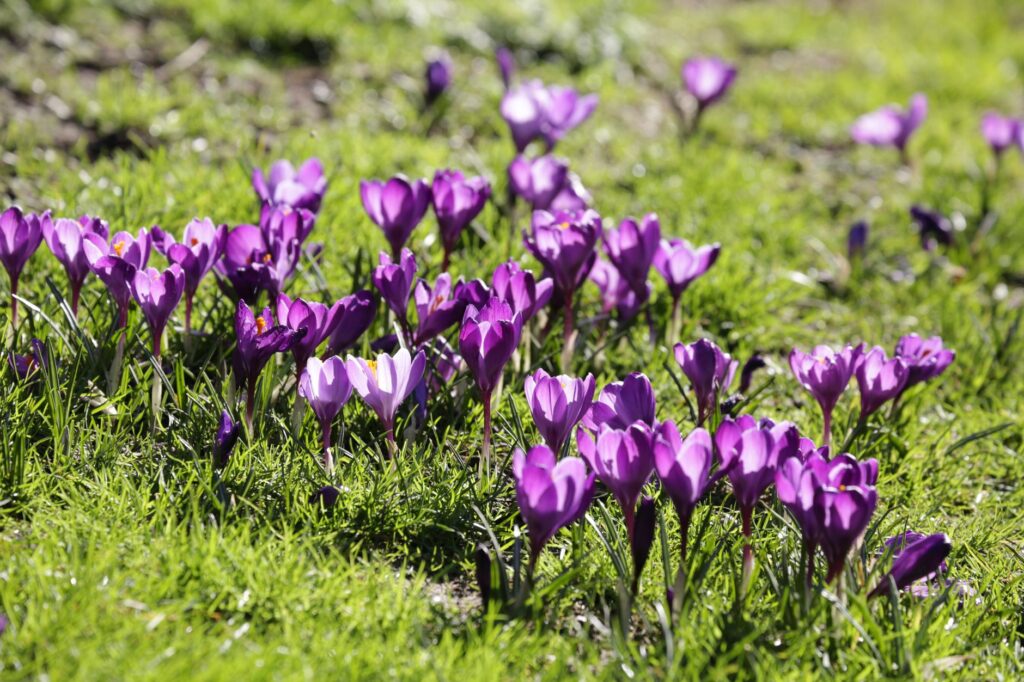 Planting small spring bulbs by hand in the fall