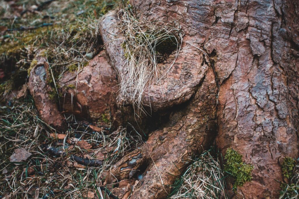 Arborist examining the base of a tree trunk and exposed roots