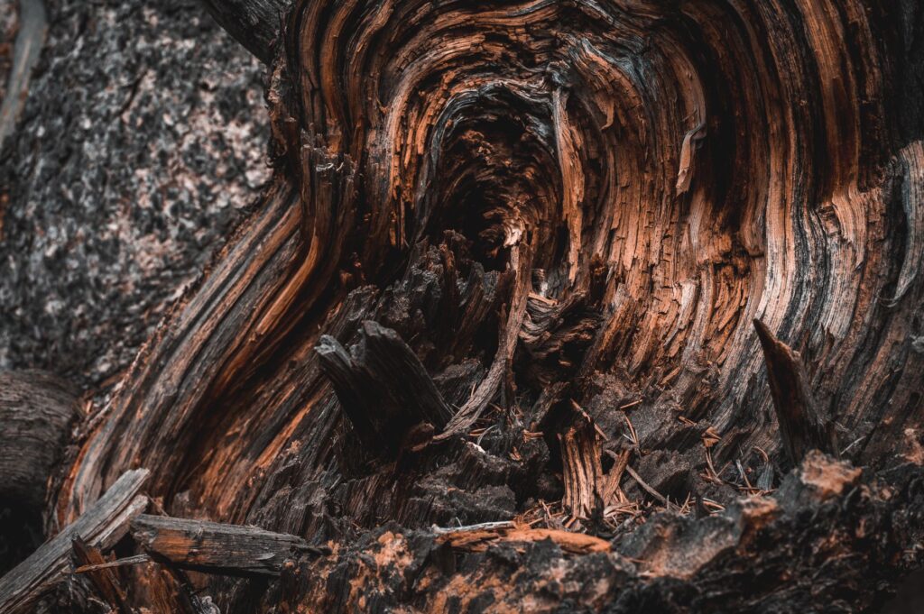 Old wound on a tree trunk showing decay and callus growth