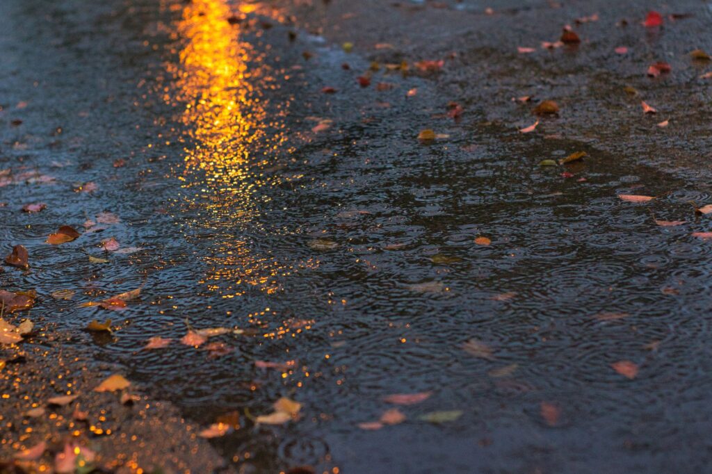 Rain falling on a tree canopy over a suburban street in autumn