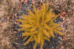 White pine tree with yellowing inner needles in autumn