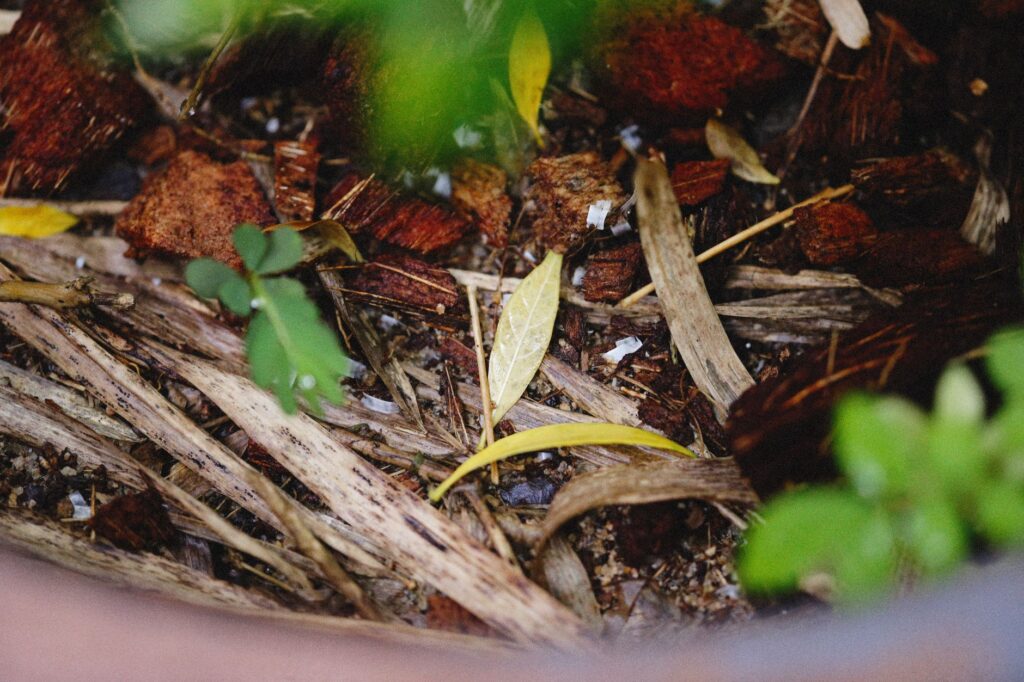 Soaker hose laid in a spiral under a tree with mulch