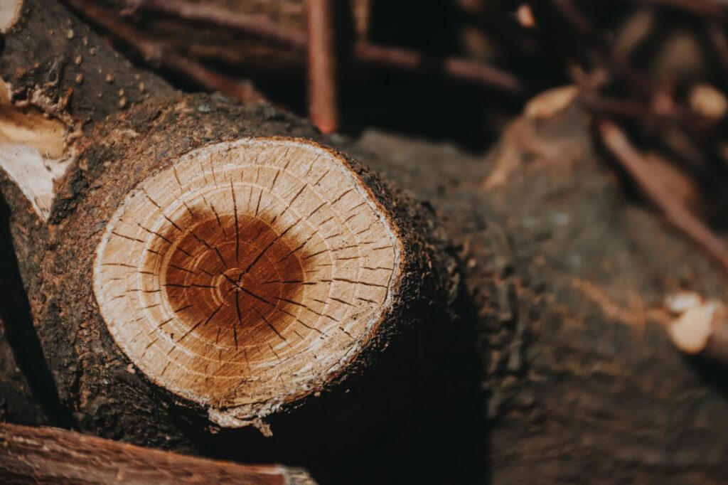 Close view of growth rings on a freshly cut tree stump