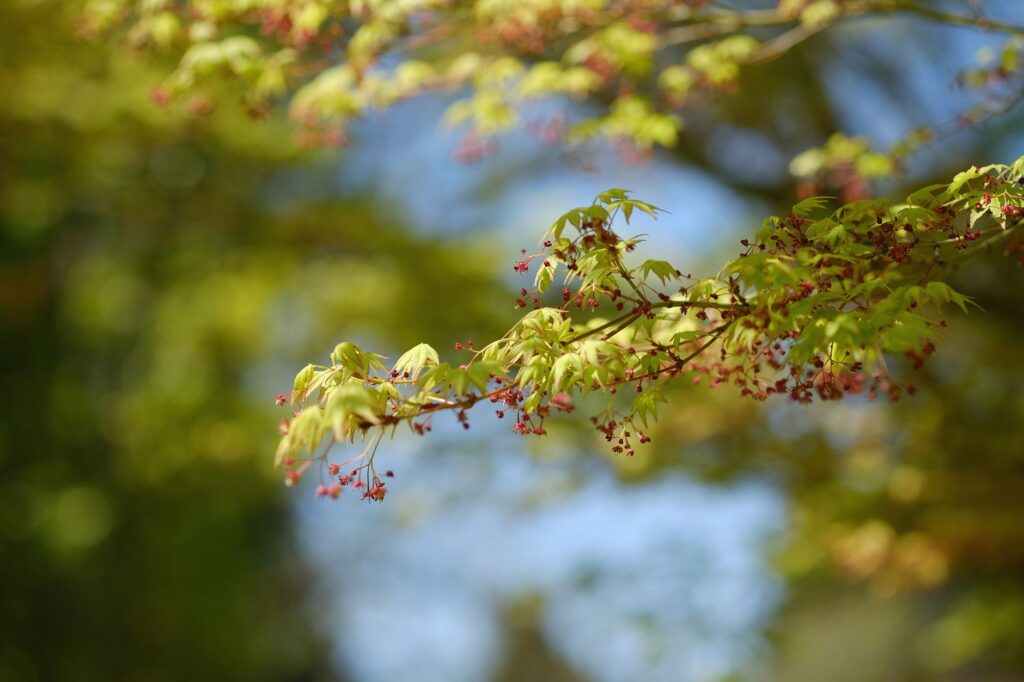 One branch turning red early on a maple