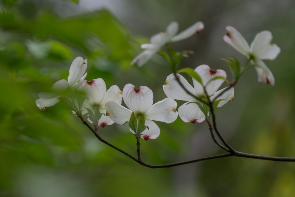 Flowering dogwood in full spring bloom