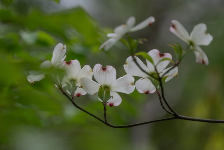Flowering dogwood in full spring bloom