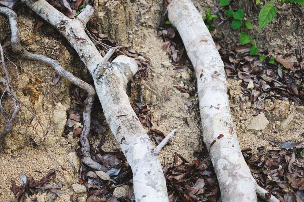 A soil core sample being collected from beneath a tree's root zone for laboratory testing