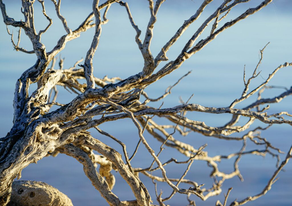 Close-up of a dead tree branch with dry, peeling bark against live foliage
