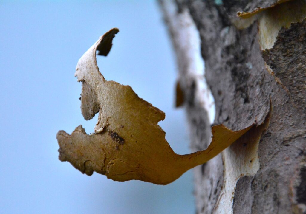 River birch trunk with peeling cinnamon colored bark