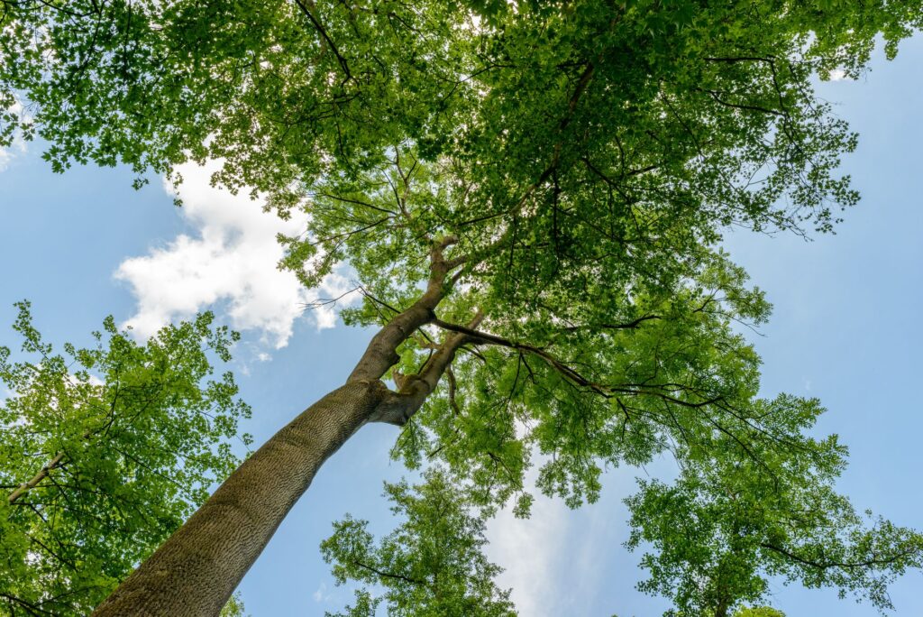 Certified arborist inspecting a tree canopy from the ground