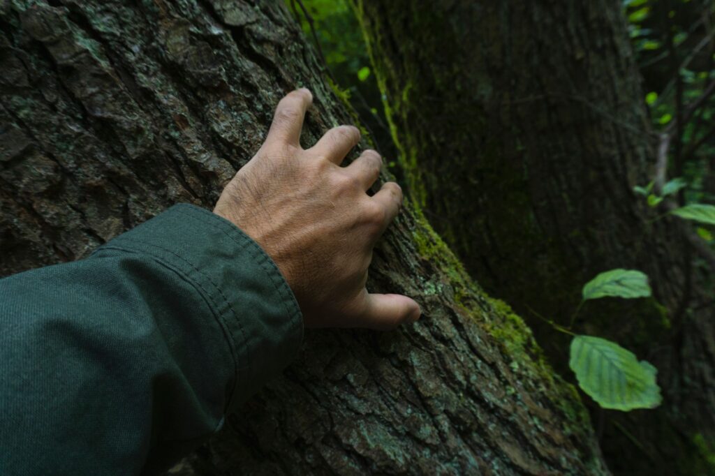 Arborist inspecting a hollow trunk for remaining sound wood