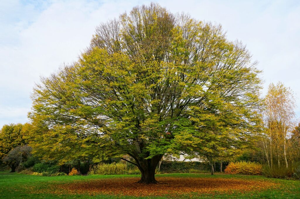 Homeowner photographing a mature tree trunk on a fall afternoon