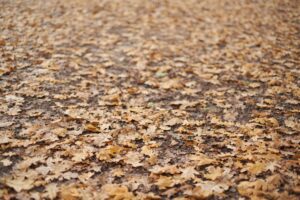 Autumn tree with fallen leaves and a soaker hose at its base