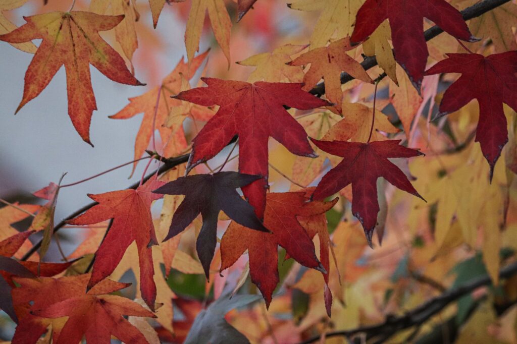 Maple tree dropping colored leaves in autumn