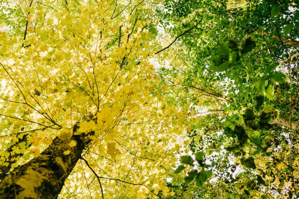 Looking up into the canopy of a mature oak in fall