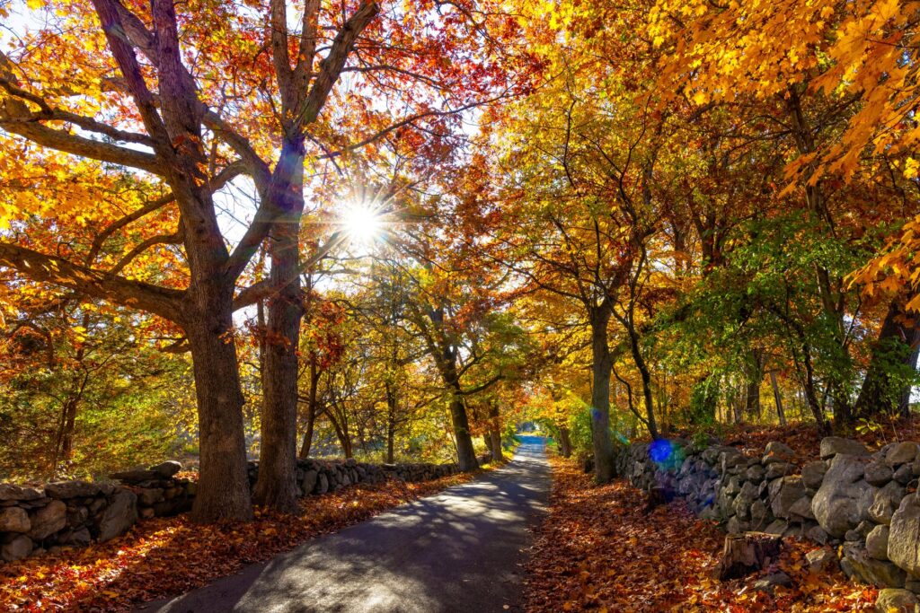 A healthy mature shade tree with a full canopy in a well-maintained New Jersey yard in early fall